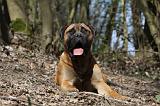 BULLMASTIFF 459